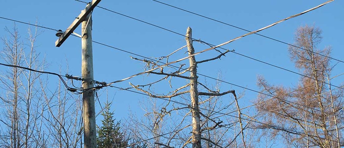 Arbre mort ou mourant