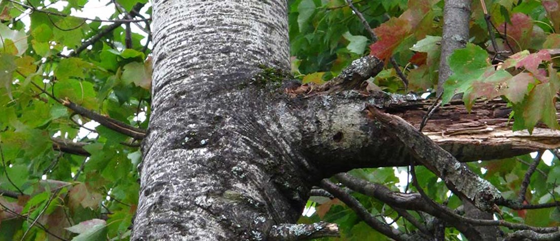 Arbre malade