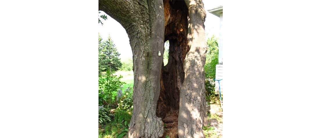 Arbre mort