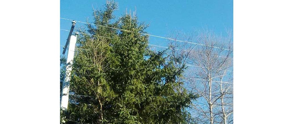 Arbre